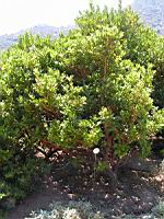 Arbousier, Arbutus unedo (en Corse) (Photo F. Mrugala) (1)